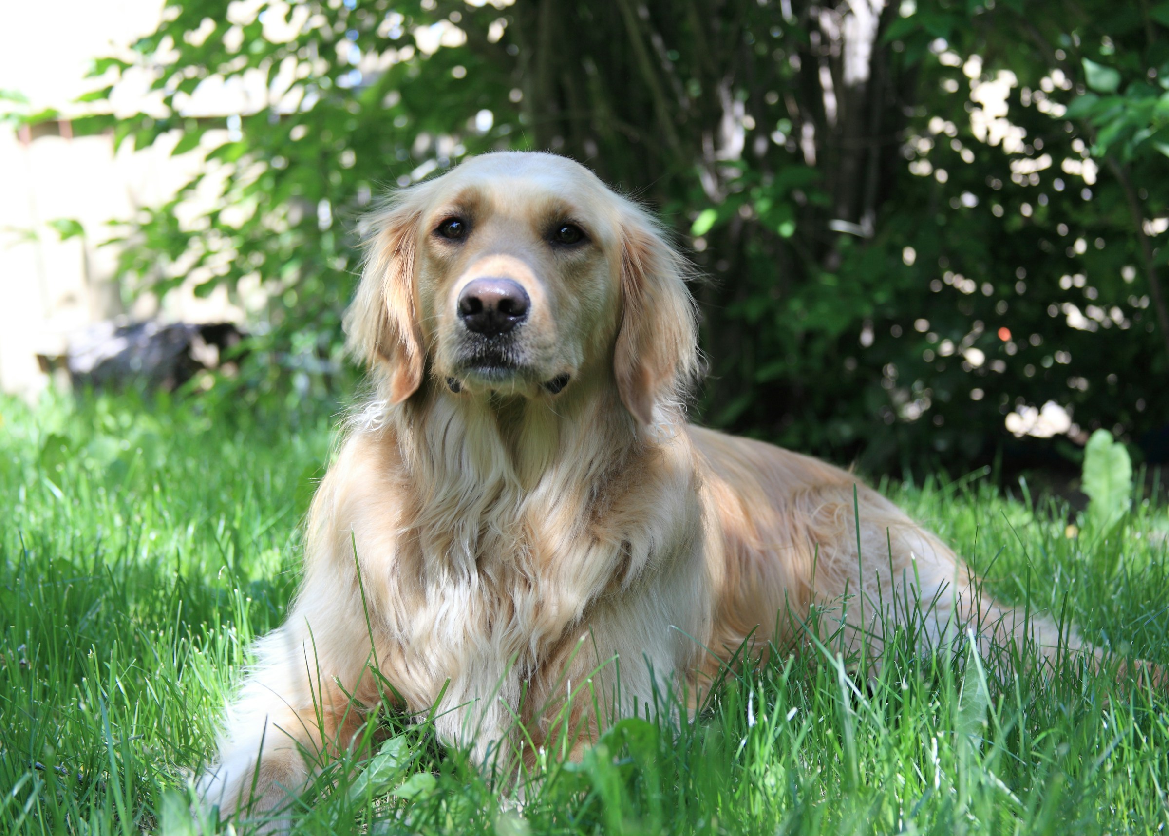Golden retriever relaxing in a grassy residential yard