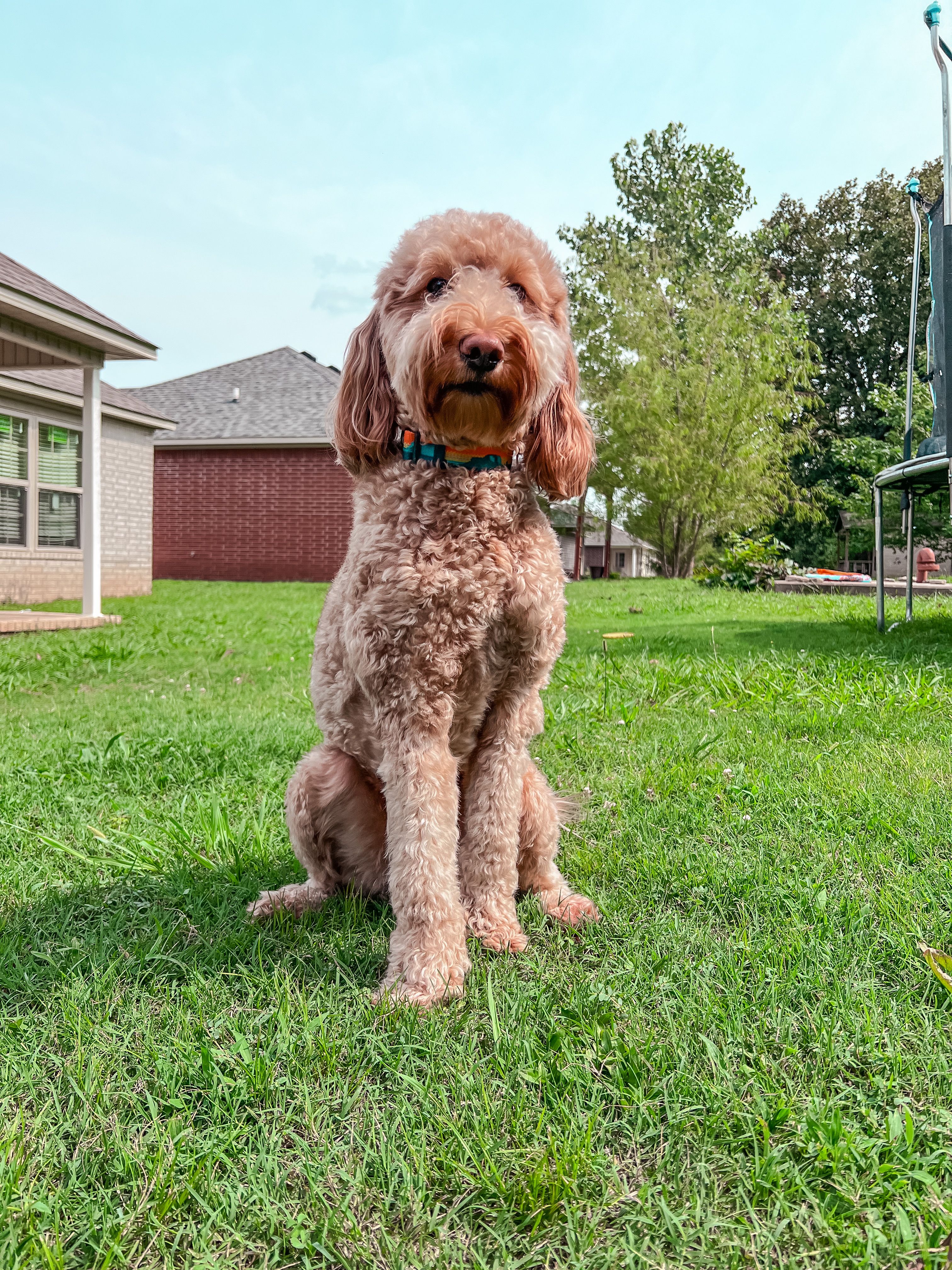 Labradoodle sitting in a residential backyard