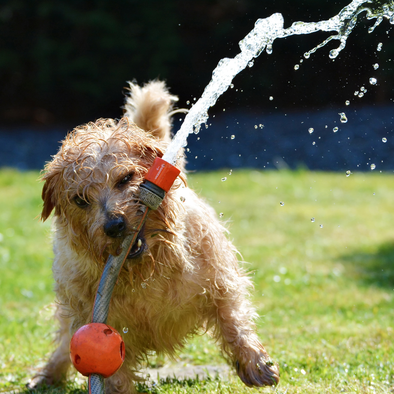 Playful dog running through a sprinkler in a grassy yard